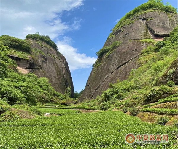 墨争茶业加盟